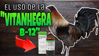 El Uso de la quotVITANHEGRA B12quot en los Gallos Beneficios  Gallos Finos🐓 [upl. by Hoskinson]