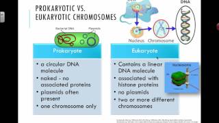 Prokaryotic vs Eukaryotic Chromosomes 2016 IB Biology [upl. by Ereynihc]