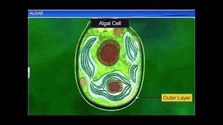 CBSE Class 11 Biology  Algae  By Shiksha House [upl. by Jestude]