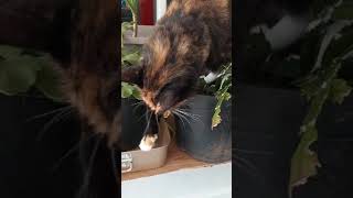 mon chat va faire caca dans les plantes [upl. by Alexandro]