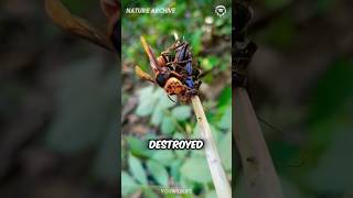 The asian giant hornets didn’t stand a chance… [upl. by Giardap]