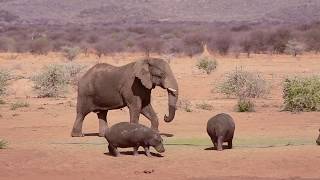 Elephant charges Hippo [upl. by Donald]