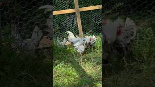 Funny Rooster Dance chickenfarm chickens rooster hatchery homestead [upl. by Jacobo]