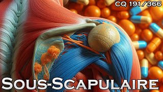 Anatomie du Muscle Sousscapulaire  CQ191 [upl. by Jack278]