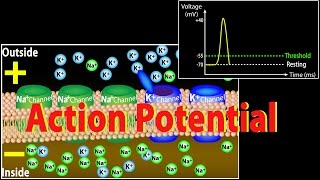 Action Potential in Neurons Animation [upl. by Elac]