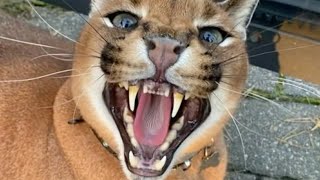 Caracal Pumba Hissing Compilation  Floppa [upl. by Mommy200]