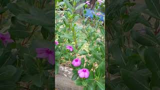 Billa ganneru plant with flowers [upl. by Vladimar674]