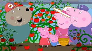 Granddad Dogs Greenhouse 🍅  Peppa Pig Official Full Episodes [upl. by Yevre842]