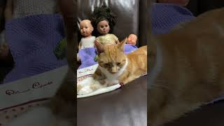 Ginger going sleep near the dolls🪆ginger gingercat dolls creepy catsleeping subscribe uk [upl. by Hna]