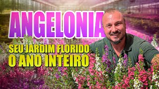 Tudo sobre ANGELONIA  Como florir seu jardim o ano todo [upl. by Allayne]