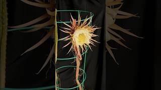 Selenicereus grandiflorus queen of the night cactus time lapse cactus timelapse Selenicereus [upl. by Haskins383]