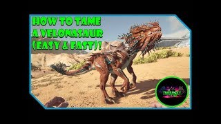 ARK  HOW TO TAME A VELONASAUR amp USE ITS ABILITIES [upl. by Sheeree]