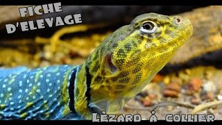 LEZARD A COLLIER  Conseils et renseignements [upl. by Aslam]