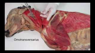 Veterinary anatomy dog muscles thoracic limb 1 of 3 [upl. by Darlleen]