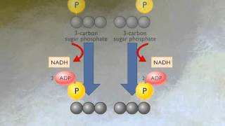 How Glycolysis Works HD Animation [upl. by Enilhtak65]