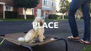 Havanese Obedience Demo [upl. by Mamie]