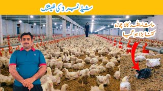 Control shed Broiler Chicken Day 15  Broiler Chicken Poultry farming  Amin Hamid Dar [upl. by Seaman337]