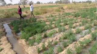 Furrow irrigation using a petrol pump [upl. by Abert]