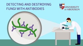 Detecting and Destroying Fungi with Antibodies [upl. by Klinger]