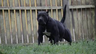 Black presa canario female Bruja de CarpatCan [upl. by Heilman]