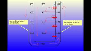 Demystifying the Countercurrent Multiplier [upl. by Peterman]