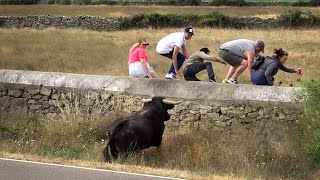 Ledesma 2022 Toros Bravos Encierro a Caballo [upl. by Sweyn784]