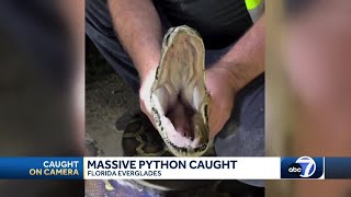 FWC trapper catches 17 foot Burmese python in Florida Everglades [upl. by Demetre]