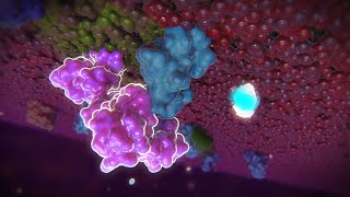 Endothelial Barrier Function [upl. by Arakahs]