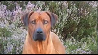 Rhodesian Ridgeback Biography part V [upl. by Htesil518]