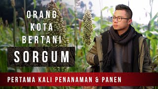 Orang Kota Bertani Sorgum Nanam amp Panen Sorgum Pertama Kali di Bukit Algoritma Cikidang Sukabumi [upl. by Aerdnael]