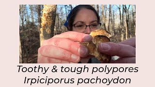 Toothy and tough polypores The Marshmallow polypore Irpiciporus pachoydon [upl. by Lindie]