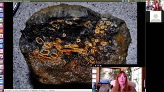 Roger Spurr Mudfossils A Mindblowing View of Earth  April 25 2017 [upl. by Elicul]