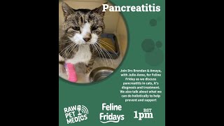 Pancreatitis  Feline Friday  Raw Pet Medics [upl. by Phip]