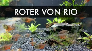 Roter von Rio  Hyphessobrycon flammeus [upl. by Imar]