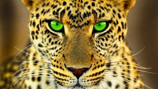 MAUT Ka Saamna Leopard Se Aankhein Milake  Devang Thapliyal  TRS Clips हिंदी 122 [upl. by Berty401]