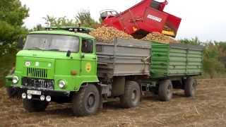 IFA L 60 in der Kartoffelernte 2013 in Großalsleben [upl. by Ronoh]