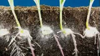 Time lapse fast growing corn roots and leaves growing [upl. by Sitoeht]