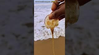 Saved most venomous compass jellyfish life jellyfish fishing abhifishinglife shorts [upl. by Kaufmann]