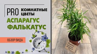 Аспарагус Фалькатус или серповидный аспарагус  Как ухаживать за этим пышным красавчиком [upl. by Oba]