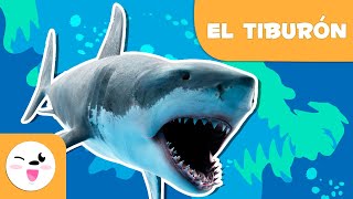 El tiburón 🦈 Animales para niños 🌊 Episodio 8 [upl. by Belier]