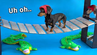 Wiener Dog Obstacle Challenge Extended Version [upl. by Eniliuqcaj508]