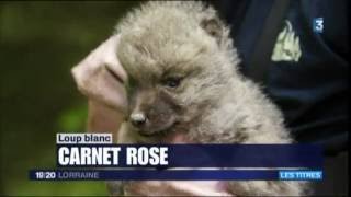 reportage sur les naissances au Parc de SainteCroix  Fr3 Lorraine mai 2016 [upl. by Nedle]