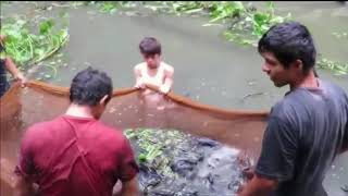 BKIPM  Ikan Sapu sapu Tergolong Berbahaya [upl. by Gainor]