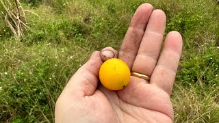 How Many Different Garcinia Fruit Trees Are Fruiting In November [upl. by Ahsaret]