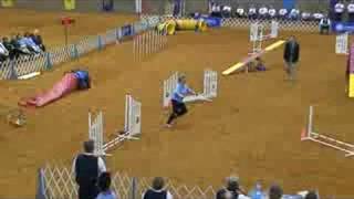 AKC National Agility Championship Finals CorgiPembroke [upl. by Htyderem182]