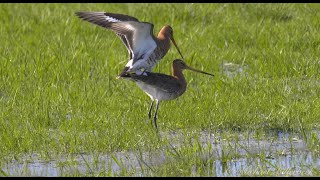 Blacktailed Godwits Limosa limosa mating [upl. by Neumann]