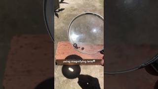 What do you call this insect in your area🤮 pestcontrol experiment tipsandtricks [upl. by Aitnauq]