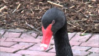 Beautiful Black Swan  Geheimnisvoller schwarzer Schwan [upl. by Stringer]