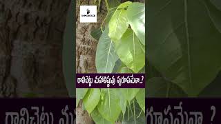 రావిచెట్టు మహావిష్ణువు స్వరూపమేనా  devotional devotionalvideo raavichettu [upl. by Aynna973]