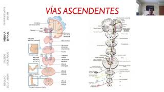 MÉDULA ESPINAL VÍAS ASCENDENTES [upl. by Sunderland]